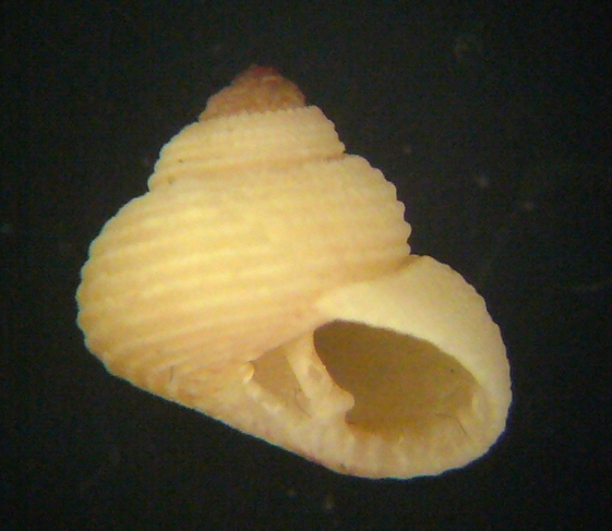 Clanculus laurae